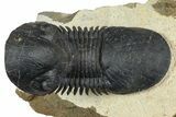 Flying Paralejurus Trilobite With Exposed Hypostome #376898-3